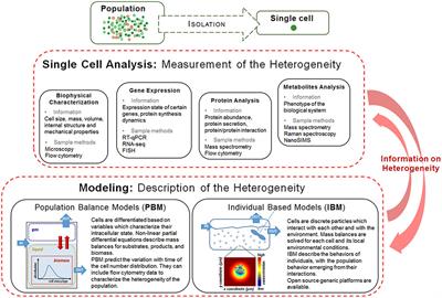 Heterogeneity in Pure Microbial Systems: Experimental Measurements and Modeling